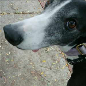 Meet your Posher, Lucy